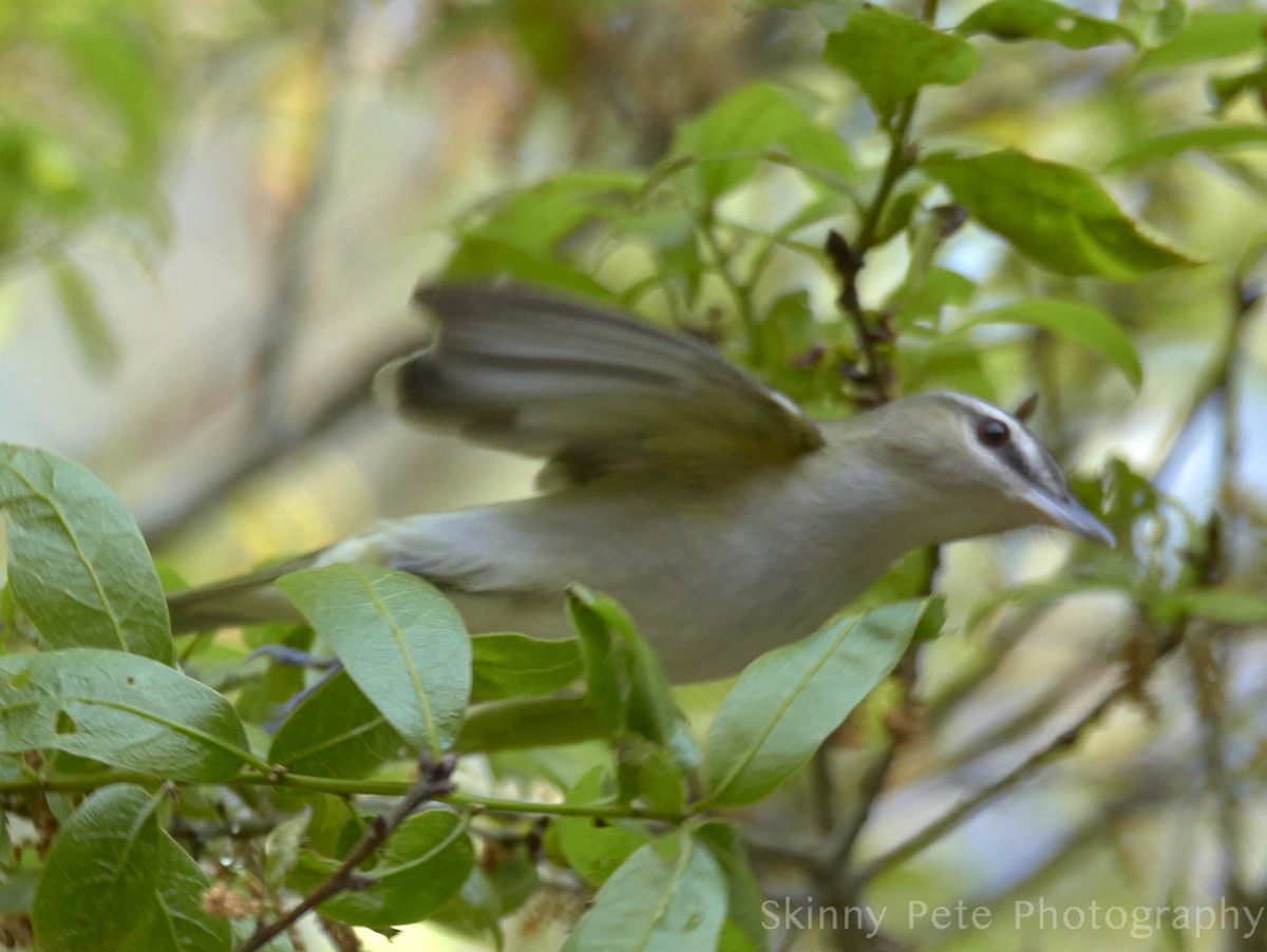 Red-eyed Vireo - ML631849764