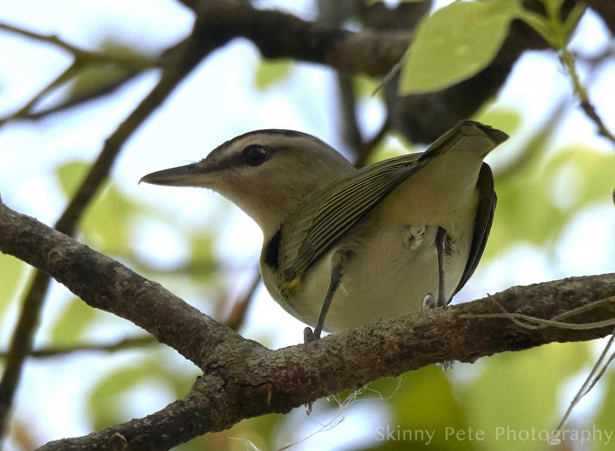 Red-eyed Vireo - ML631849765