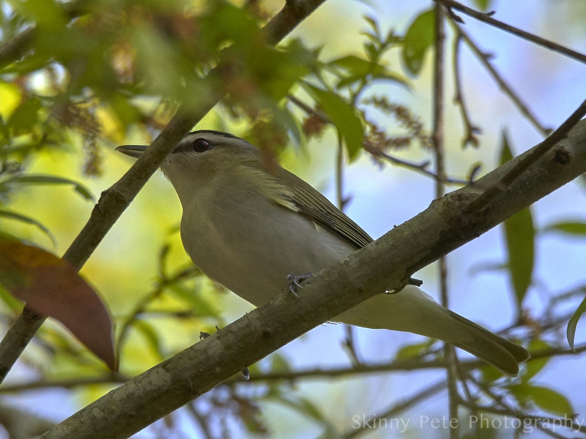 Red-eyed Vireo - ML631849766