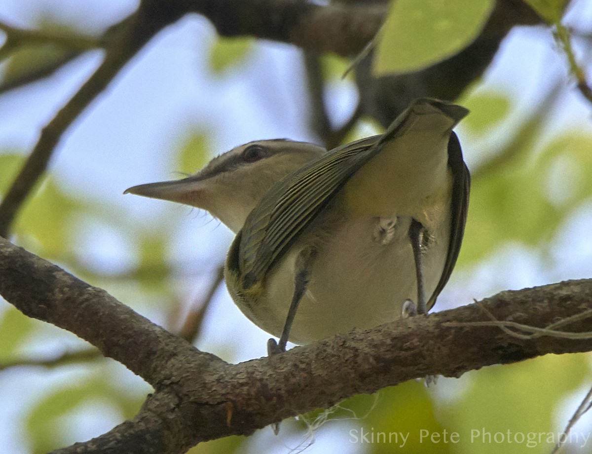 Vireo begigorria - ML631849767