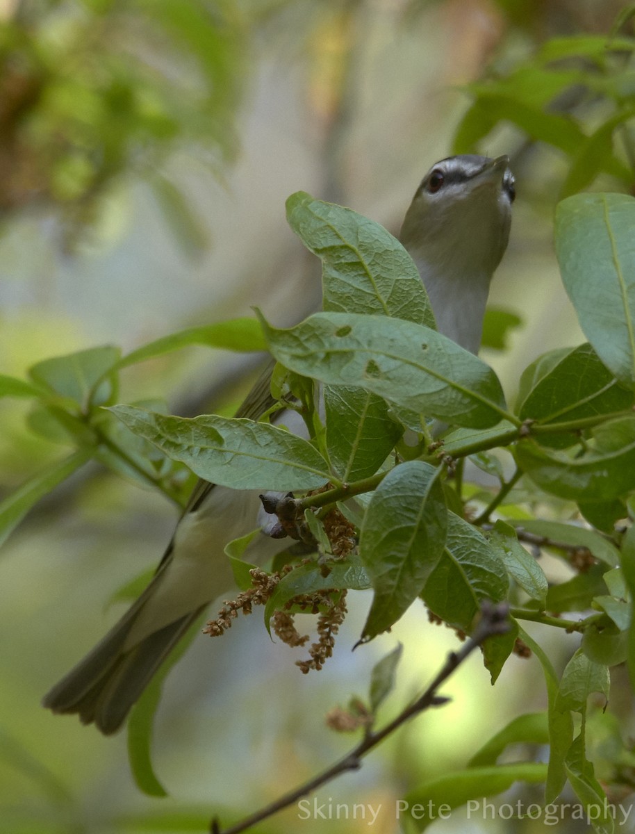 Red-eyed Vireo - ML631849768