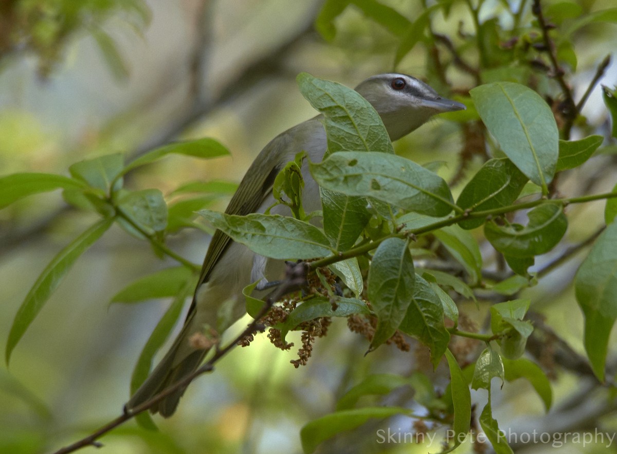 Vireo begigorria - ML631849769