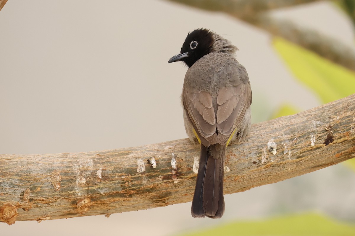 White-spectacled Bulbul - ML631849854