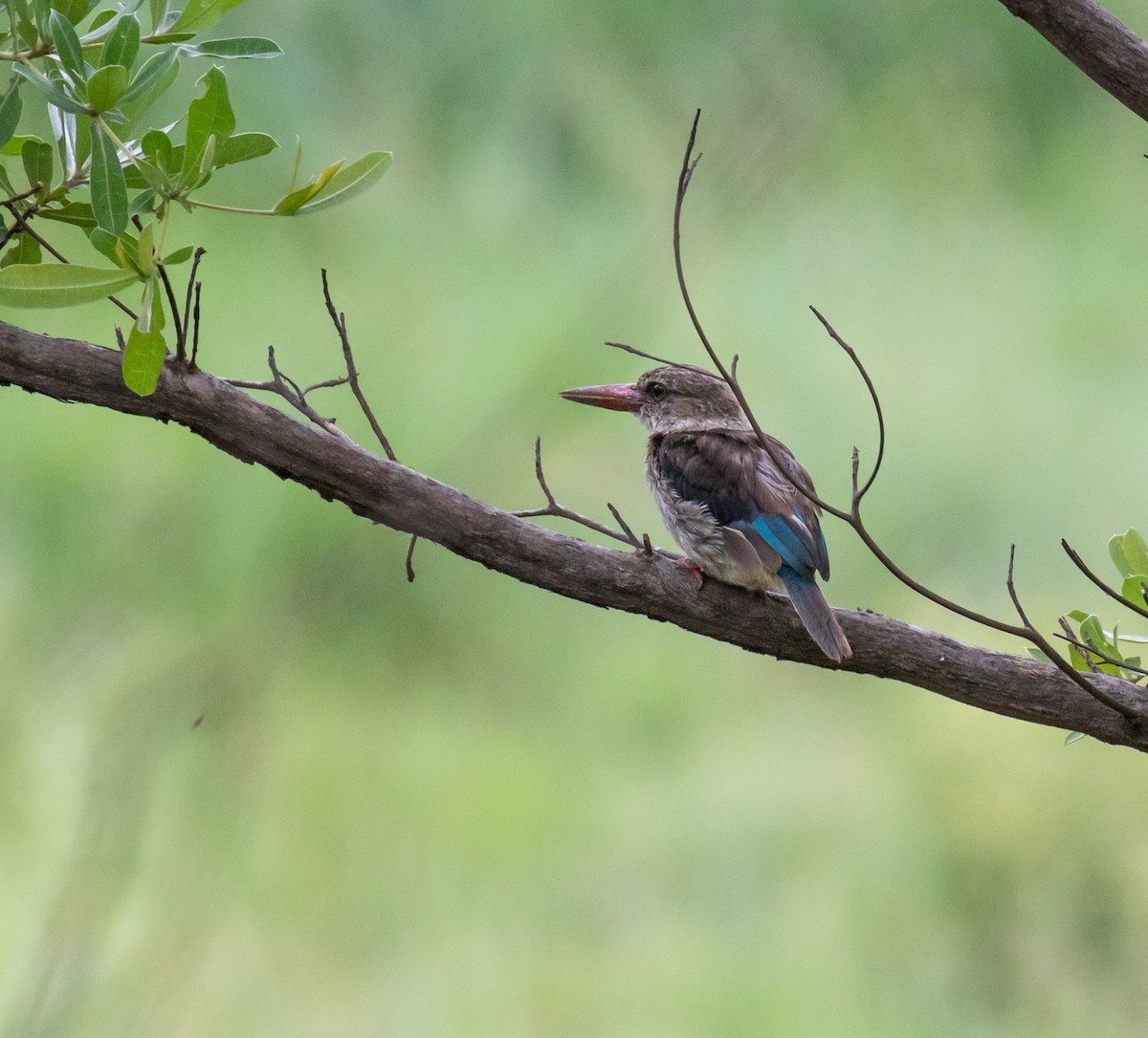 Brown-hooded Kingfisher - ML631849911