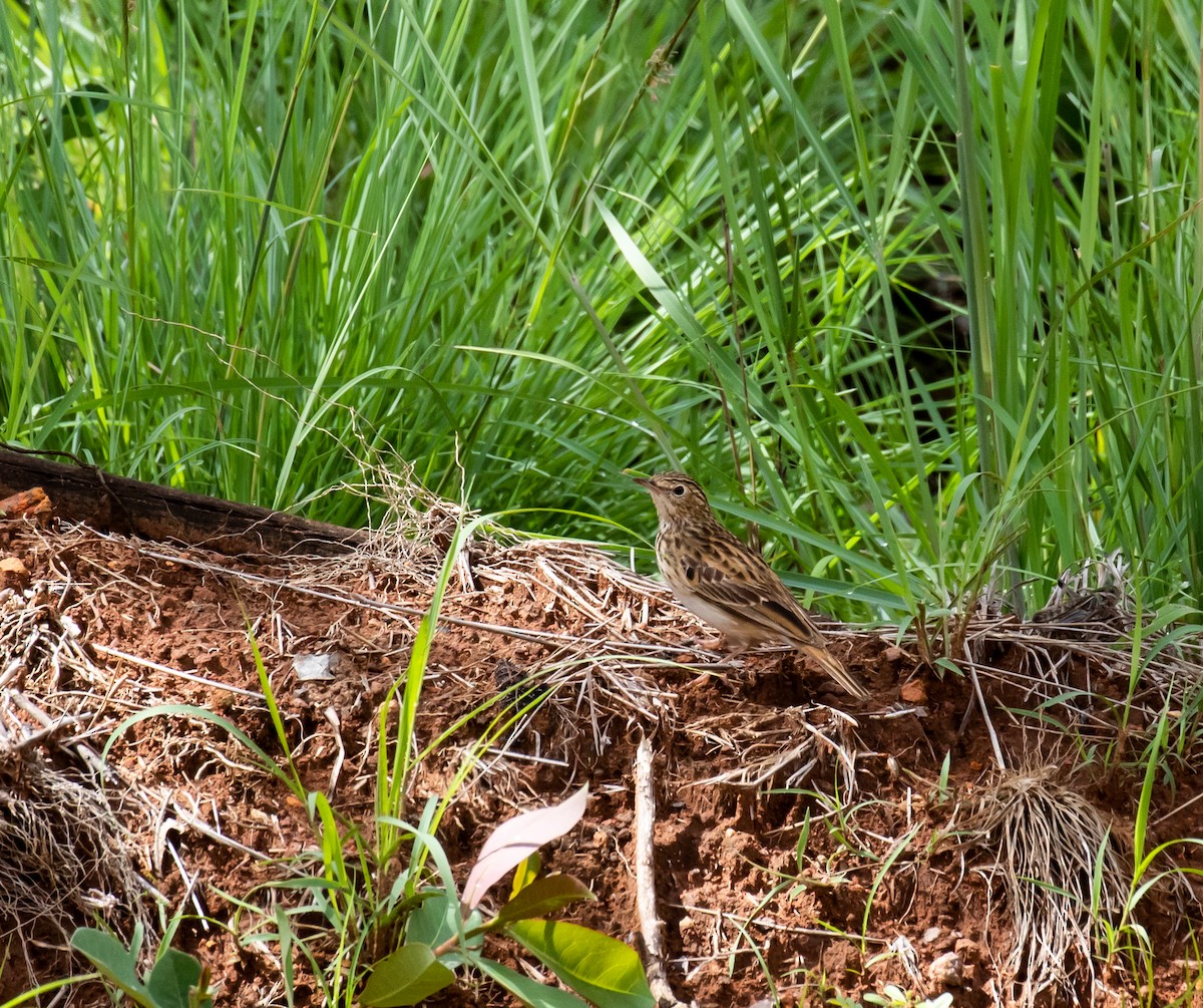 Bush Pipit - ML631849926