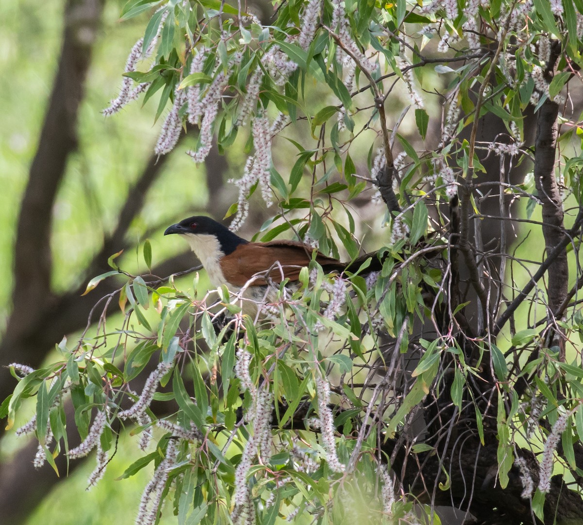 Burchell's Coucal - ML631849939
