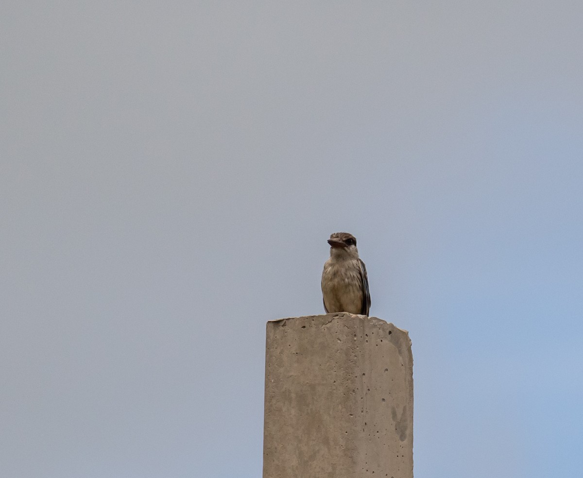 Striped Kingfisher - ML631849964
