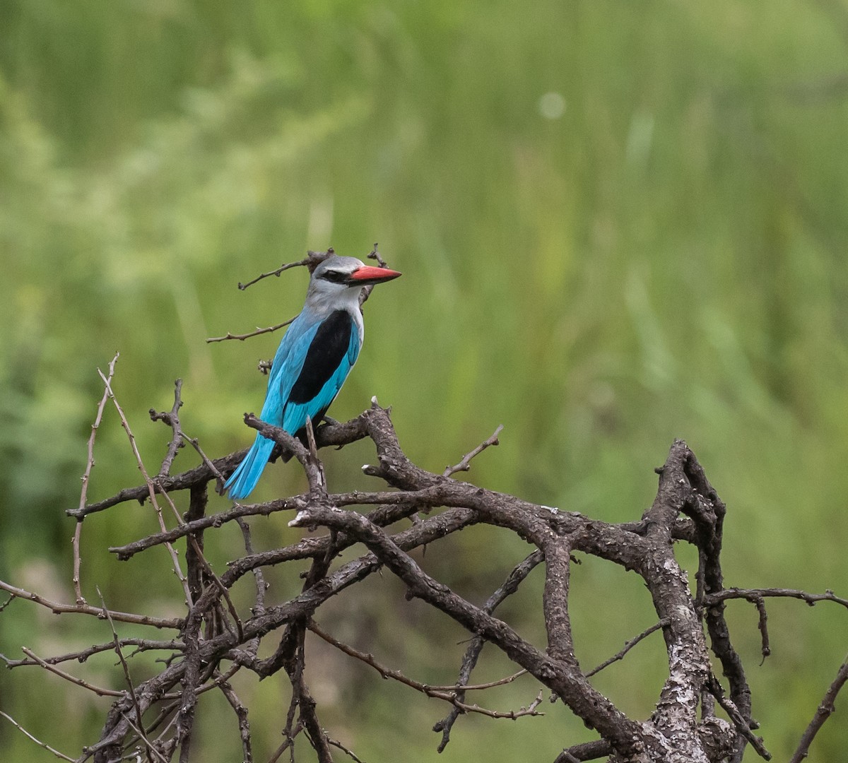 Woodland Kingfisher - ML631849974