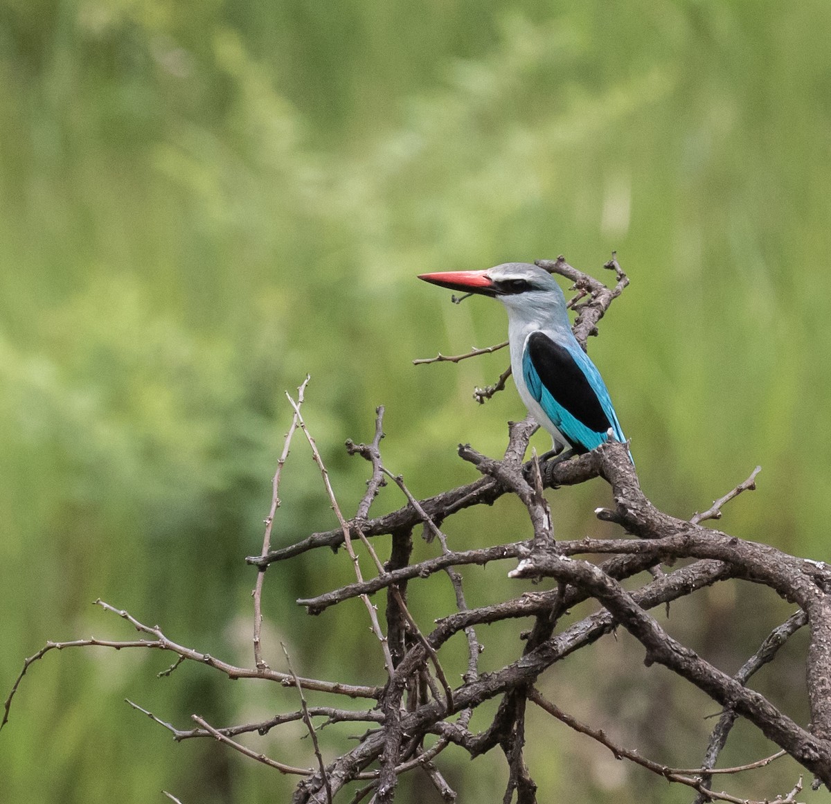 Woodland Kingfisher - ML631849976