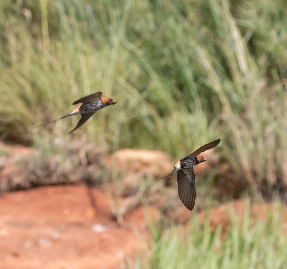 Lesser Striped Swallow - ML631849984