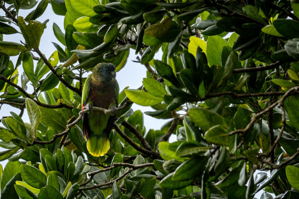 St. Lucia Amazon - ML631850362