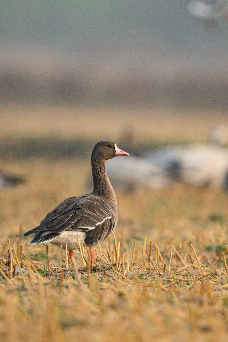 Greater White-fronted Goose - ML631850389