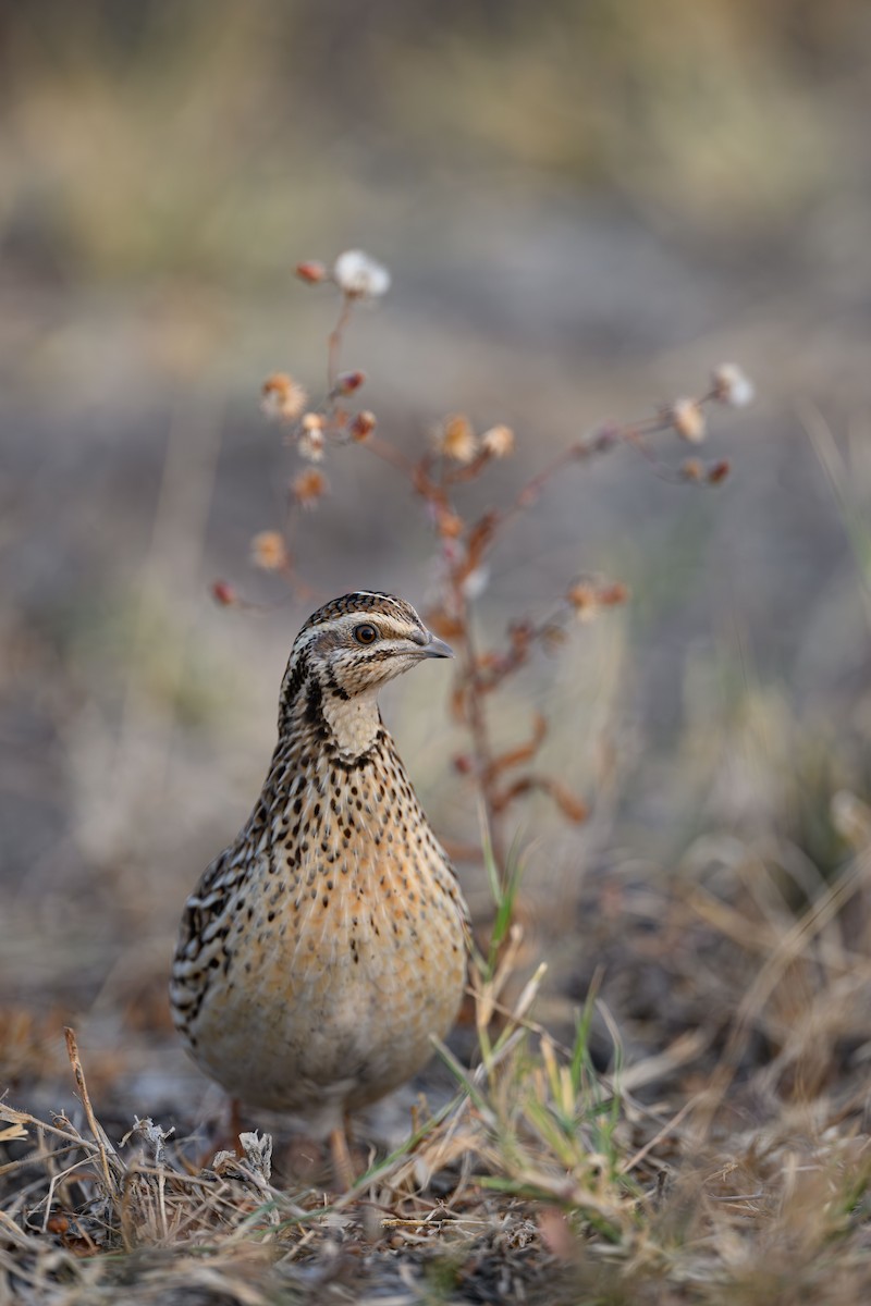 Common Quail - ML631850400
