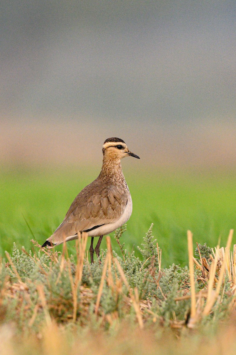 Sociable Lapwing - ML631850410