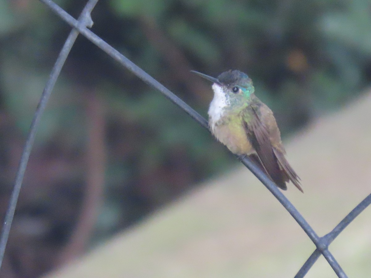 Azure-crowned Hummingbird - ML631850627