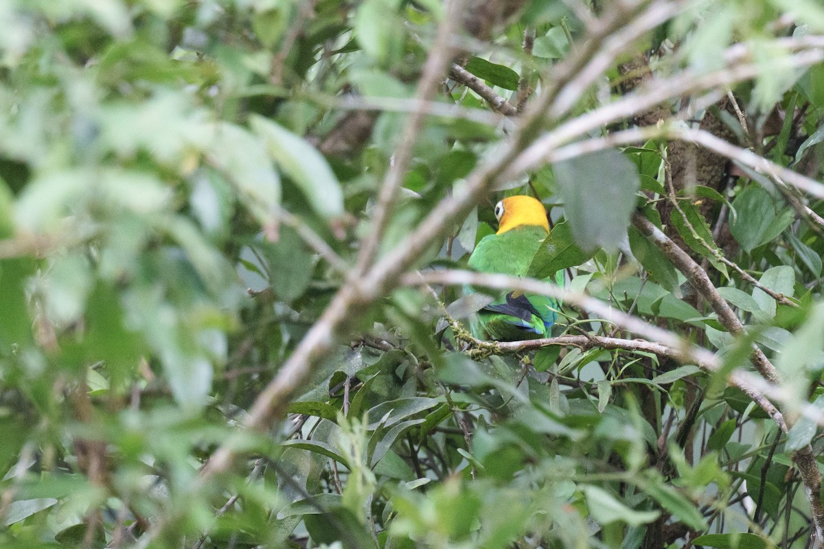 Saffron-headed Parrot - ML631850651