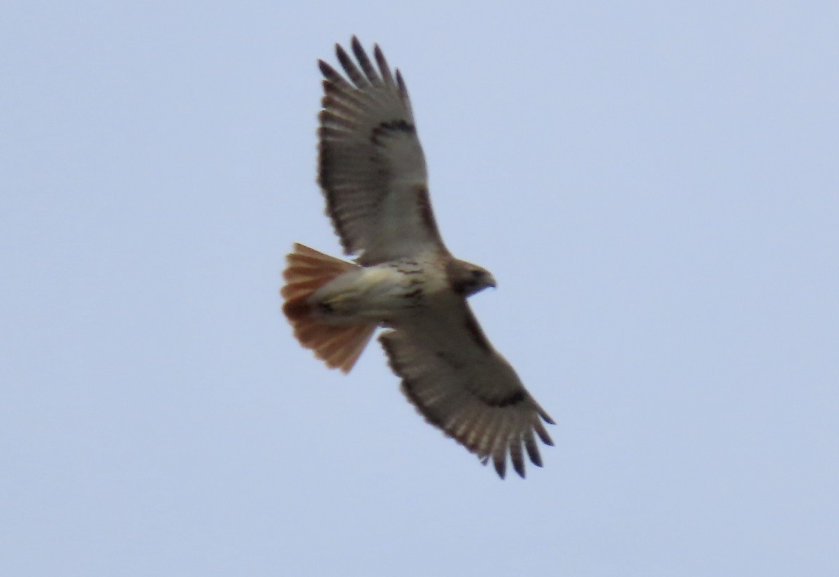 Red-tailed Hawk - ML631850688