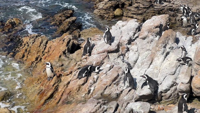 African Penguin - ML631850752