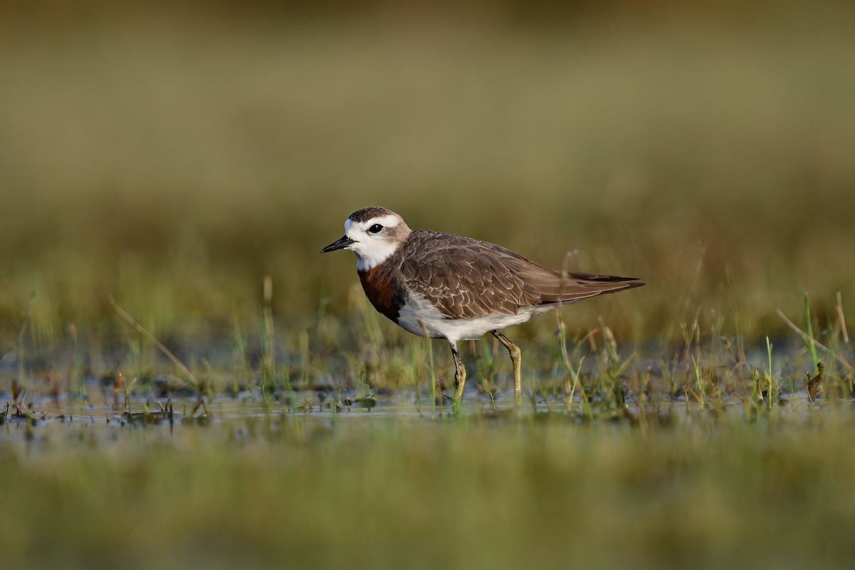 Caspian Plover - ML631850810