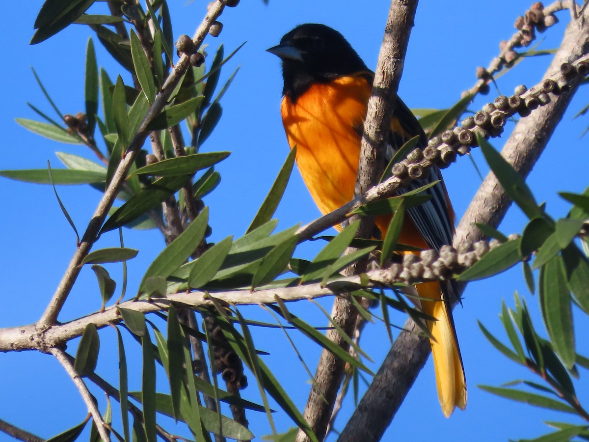 Baltimore Oriole - ML631850812