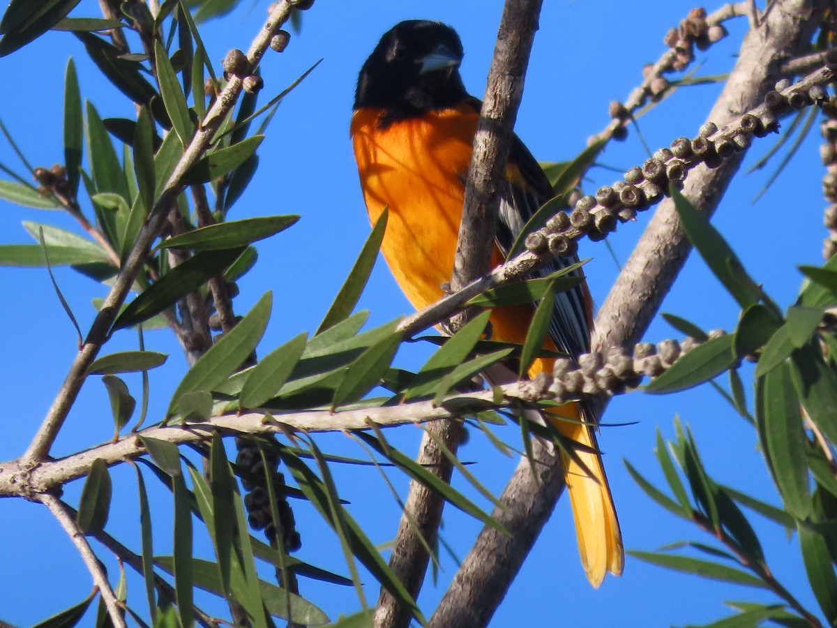 Baltimore Oriole - ML631850813