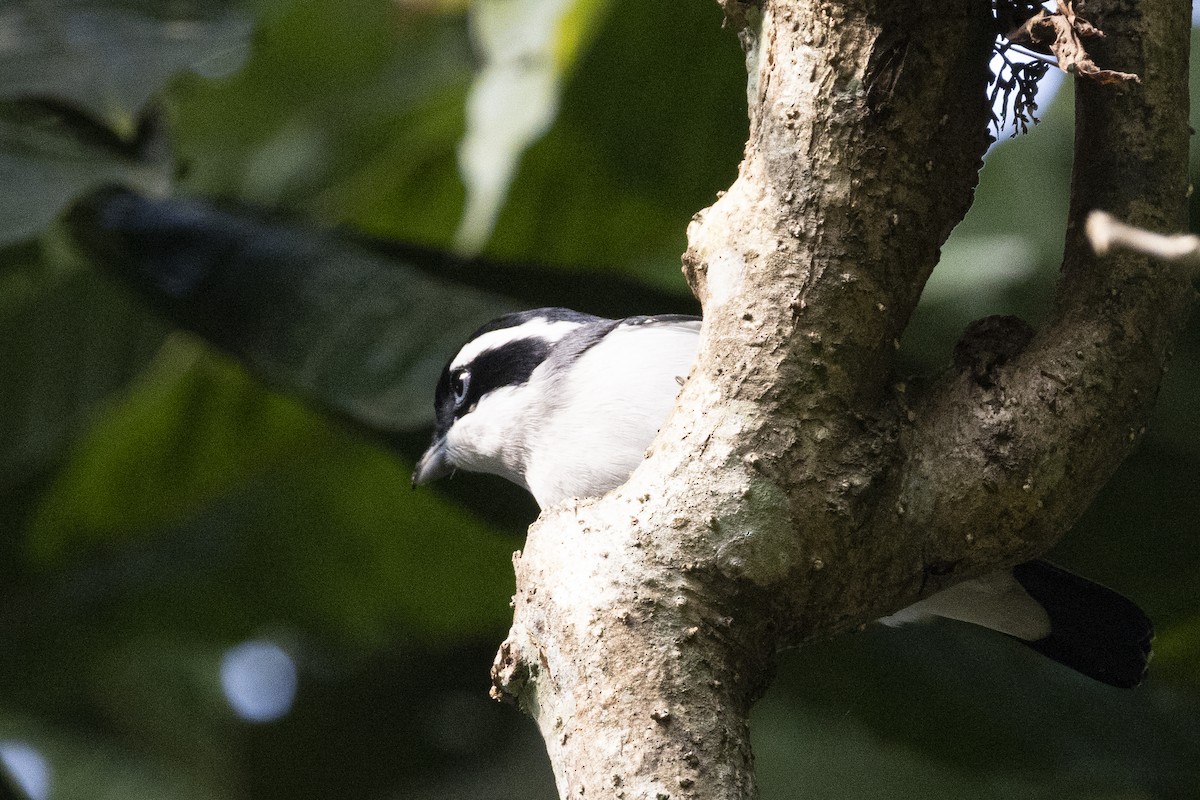 White-browed Shrike-Babbler - ML631850816