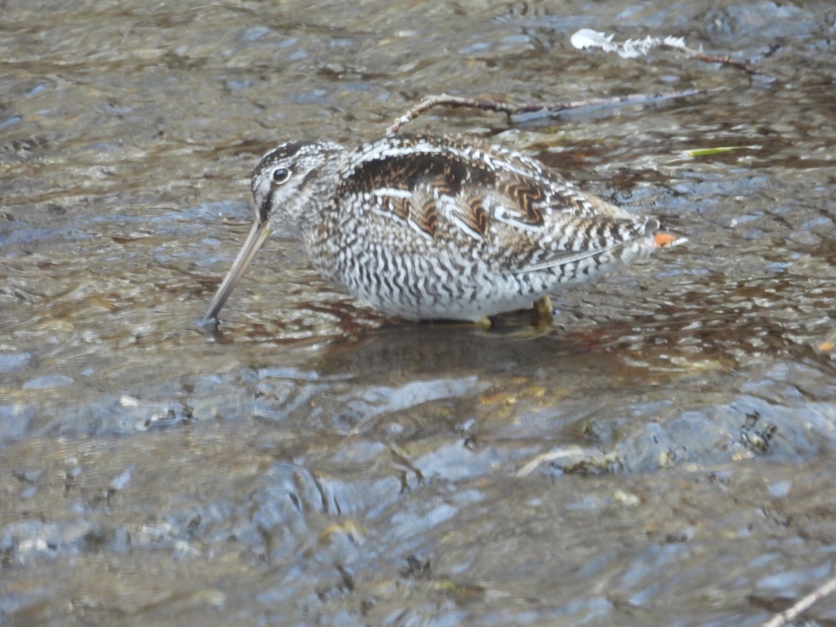 Solitary Snipe - ML631850884