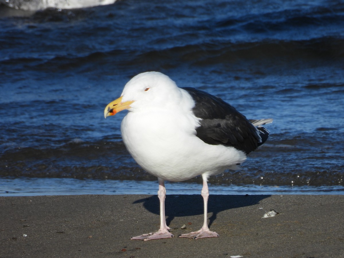Mantelmöwe - ML631851029