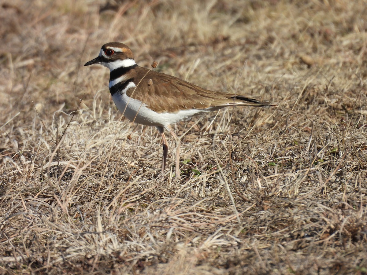 Killdeer - ML631851055