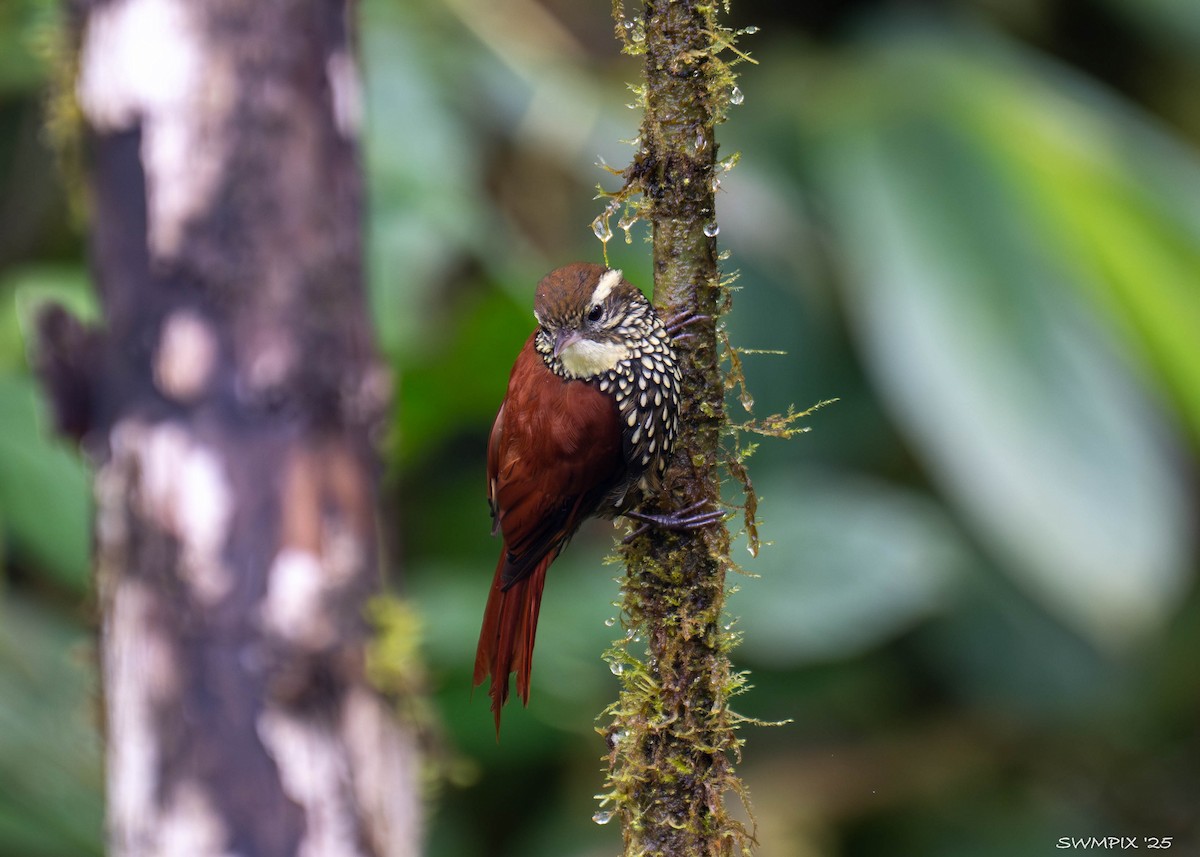 Pearled Treerunner - ML631851123