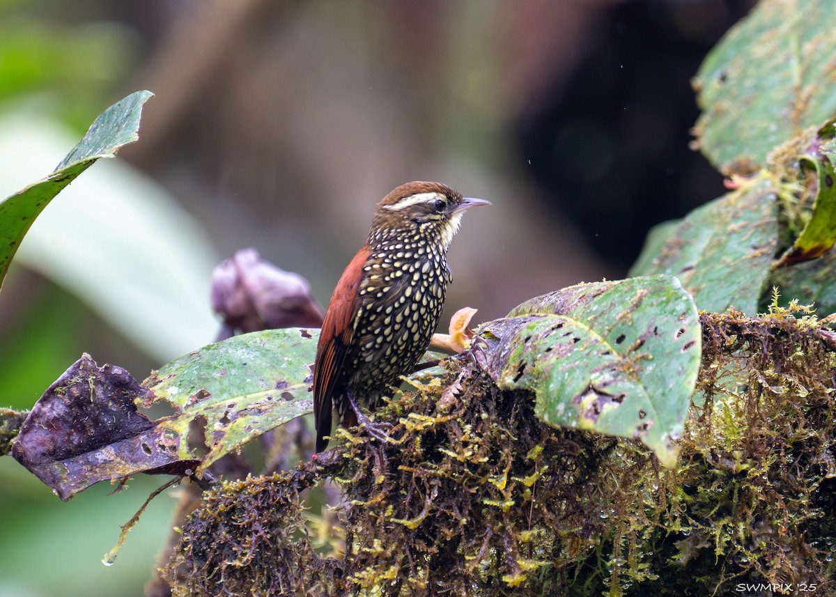 Pearled Treerunner - ML631851124