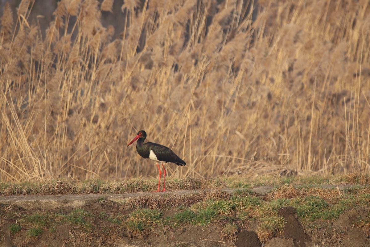 Black Stork - ML631851200