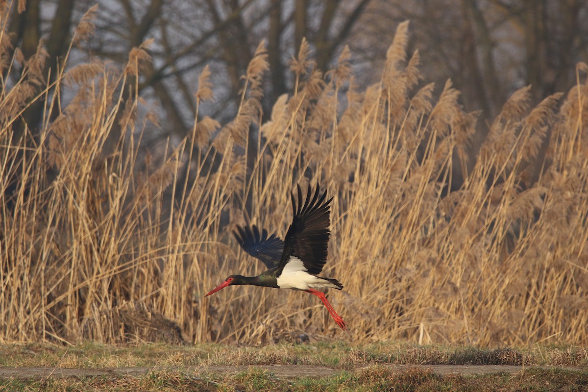 Black Stork - ML631851209