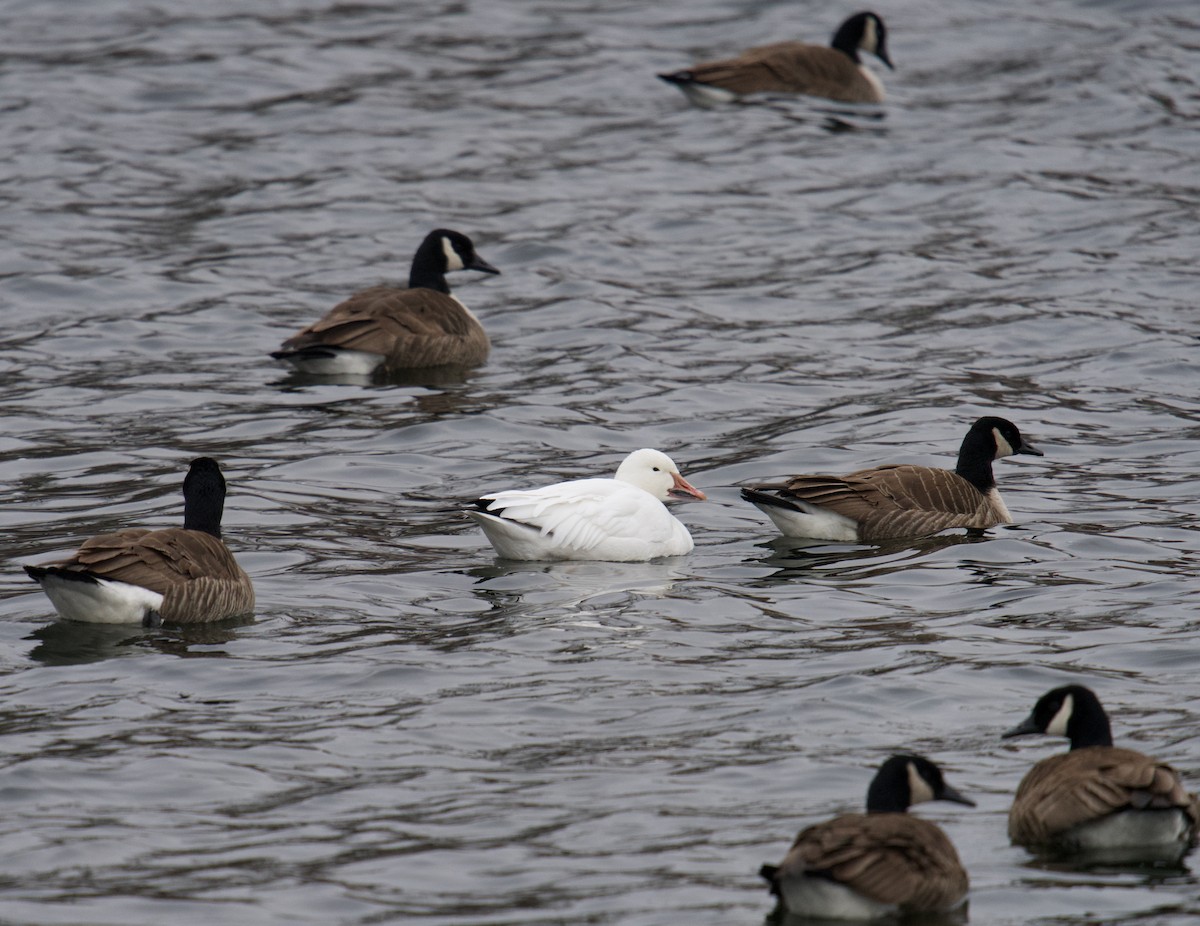 Snow Goose - ML631851285
