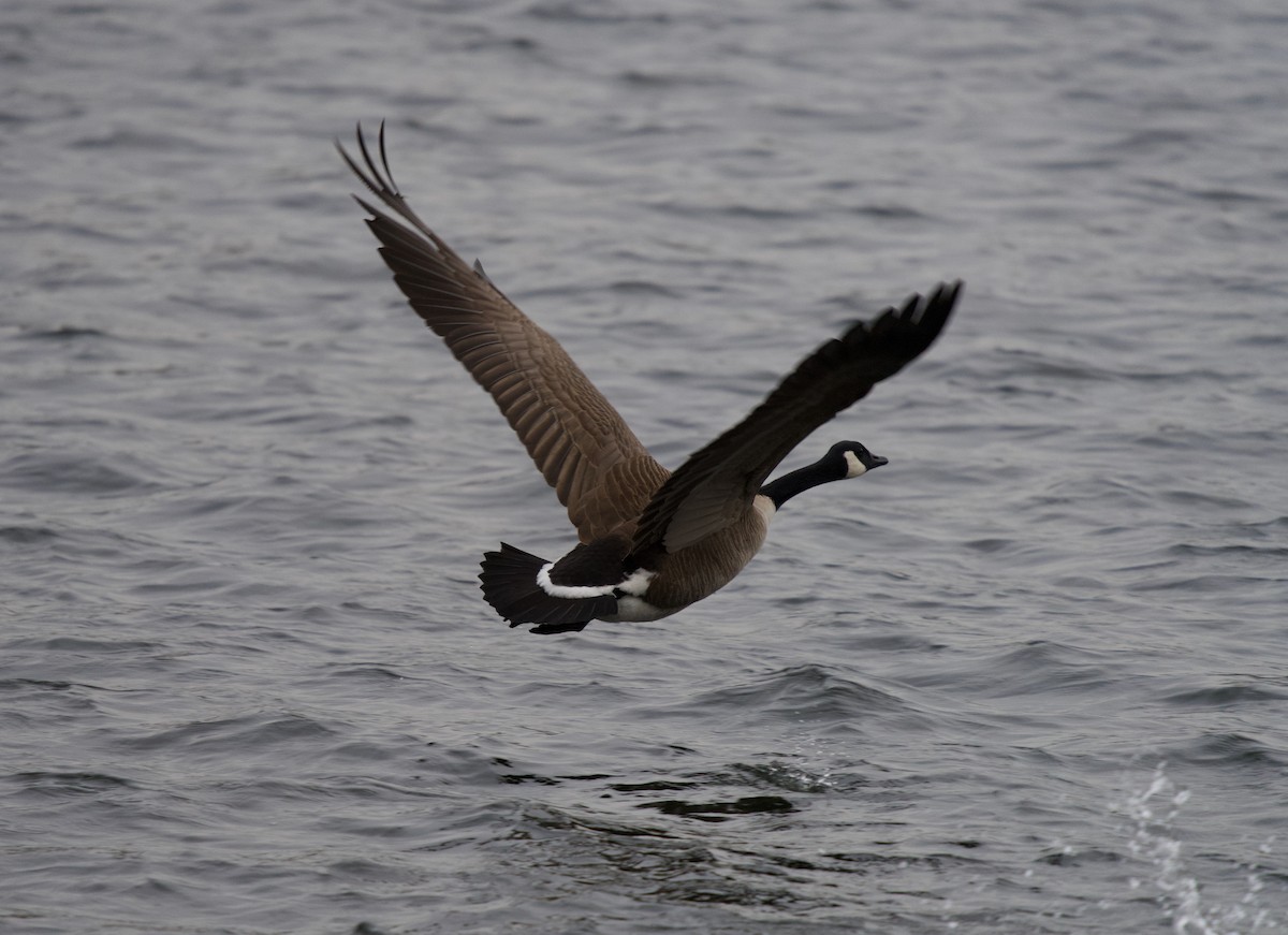 Canada Goose - ML631851294