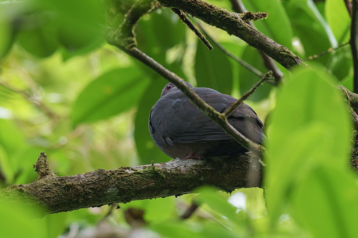 Dusky Pigeon - ML631851321