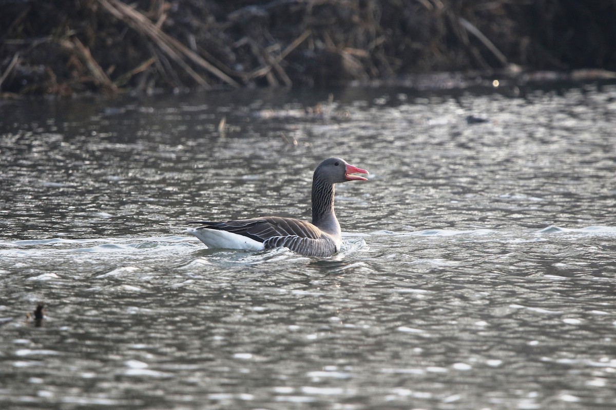 Graylag Goose - ML631851324