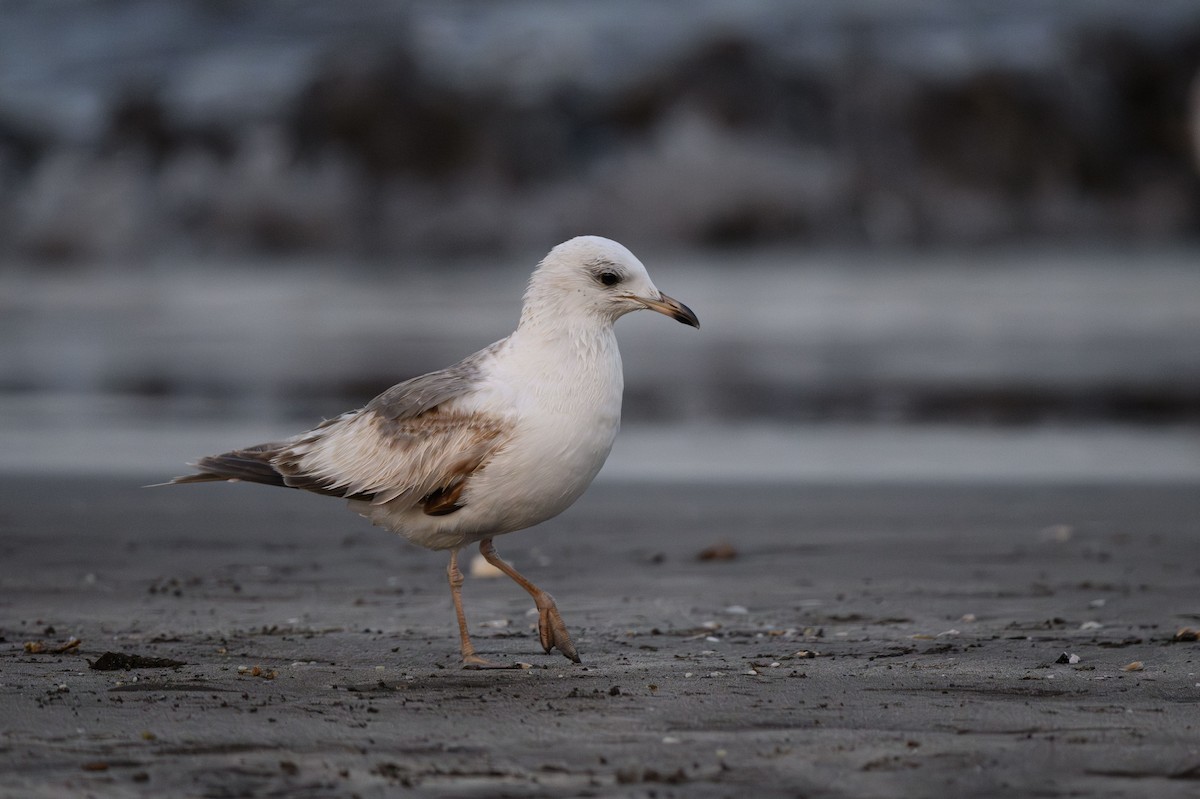 Common Gull - ML631851397