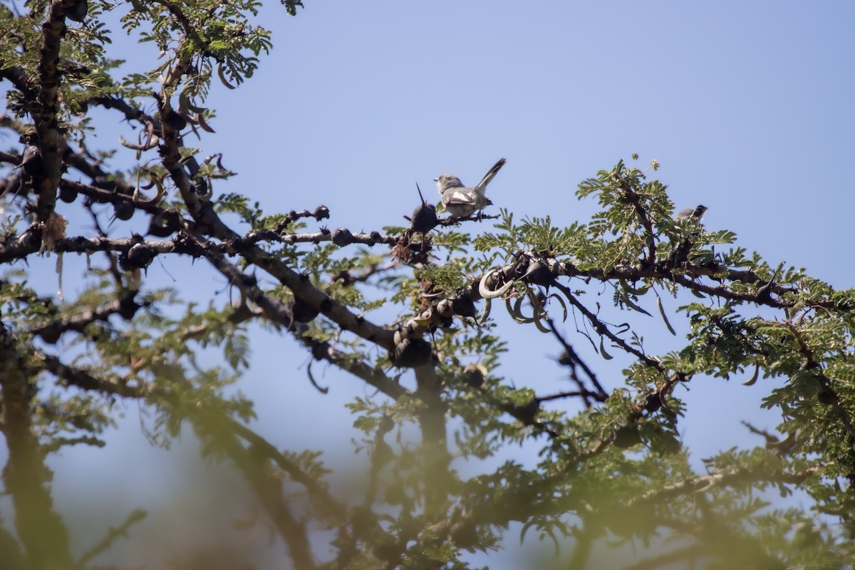 Maasai Apalis - ML631851427