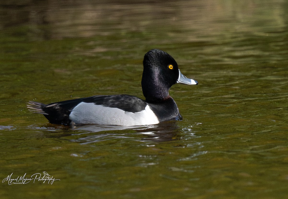 צולל צווארון - ML631851462
