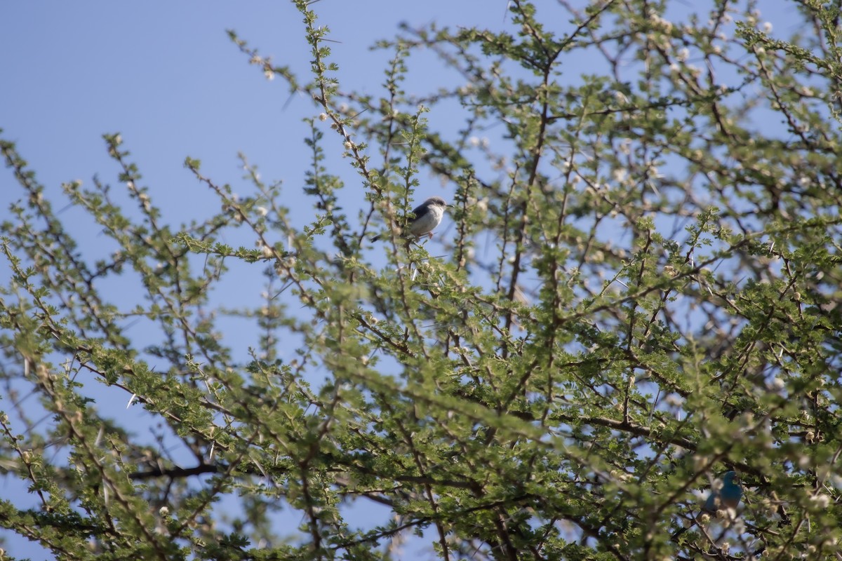 Maasai Apalis - ML631851530