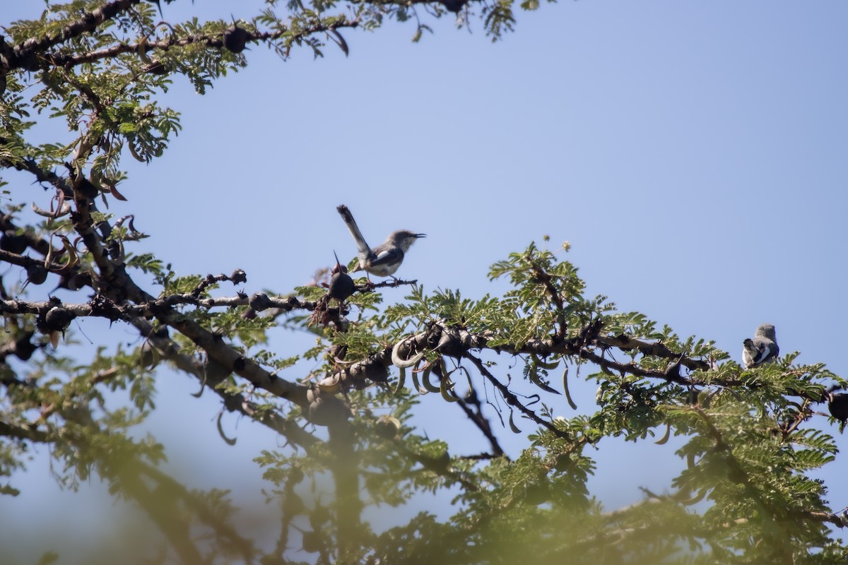 Maasai Apalis - ML631851531