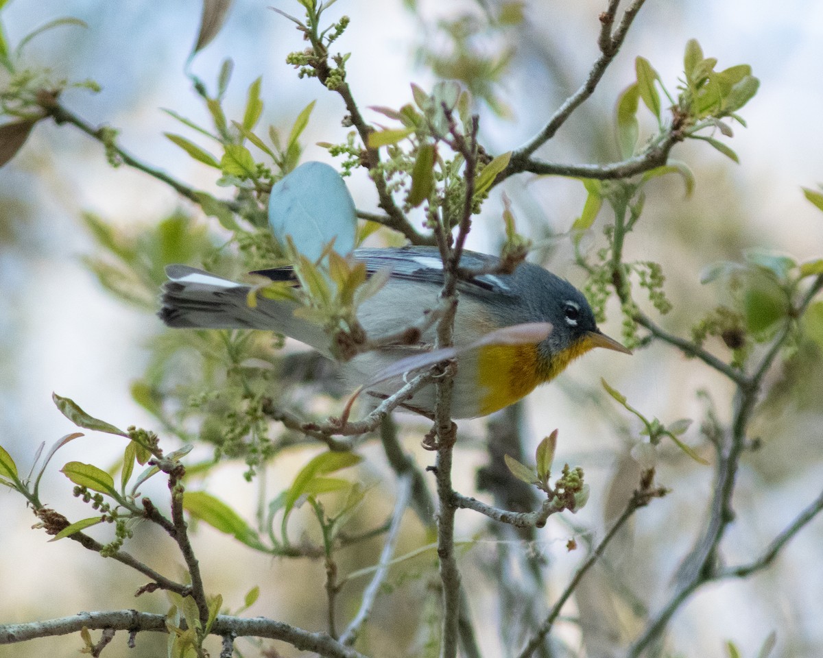 Northern Parula - ML631851571