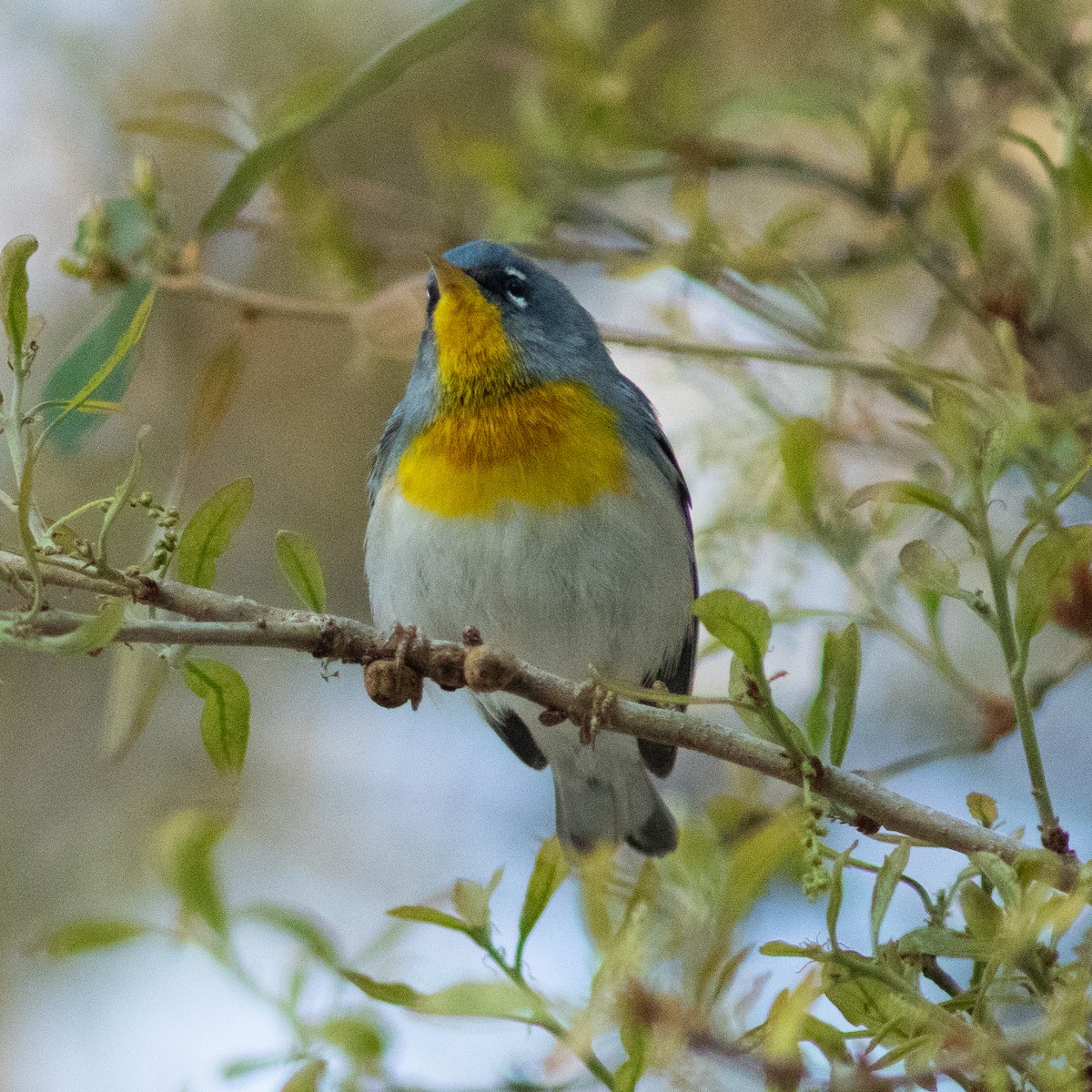 Northern Parula - ML631851572