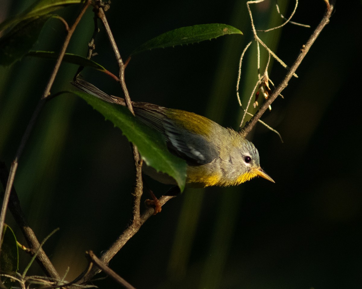 Northern Parula - ML631851573