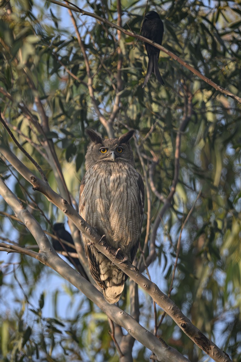 Dusky Eagle-Owl - ML631851777