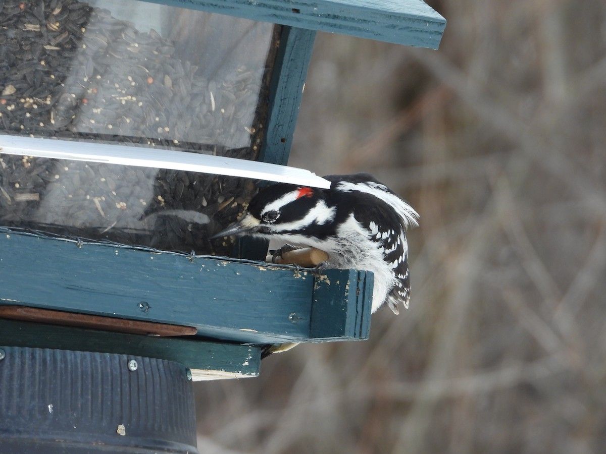 Hairy Woodpecker - ML631851788