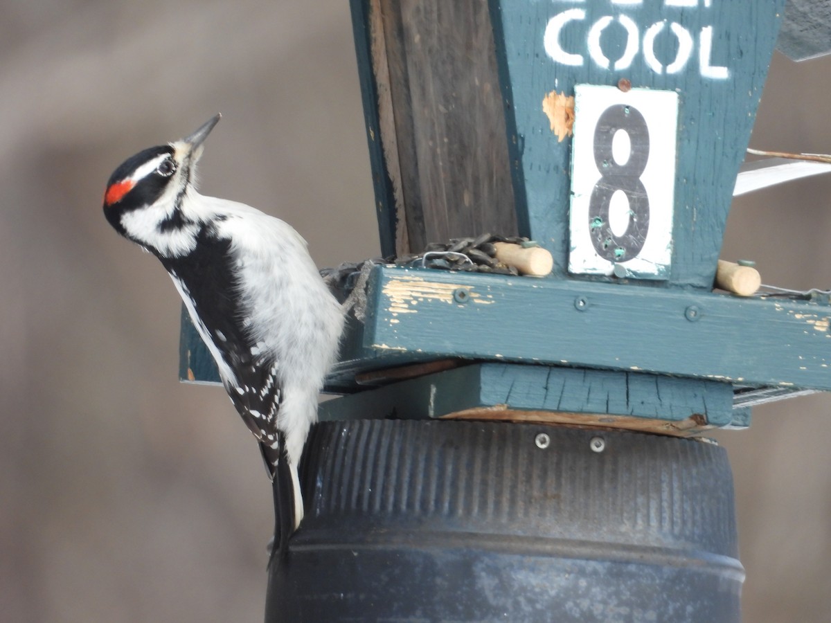 Hairy Woodpecker - ML631851789