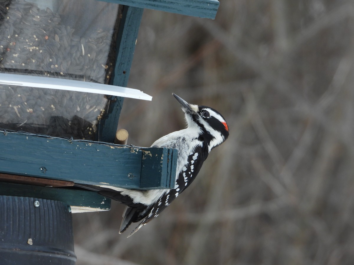 Hairy Woodpecker - ML631851790