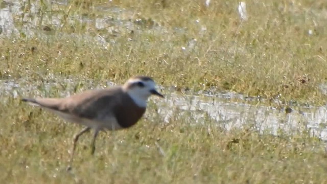 Caspian Plover - ML631851793